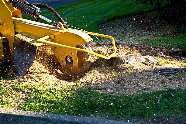 Harker Heights, TX Tree Service Company